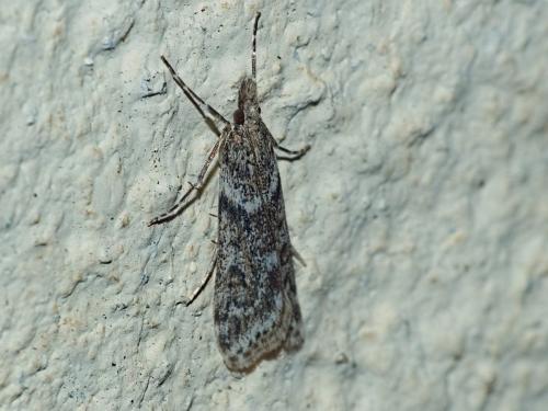Réf. 319 978 : Eudonia angustea